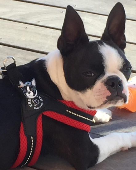 boston terrier jinger.jpg